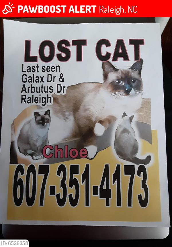 Raleigh, NC Lost Female Cat, Chloe Is Missing PawBoost