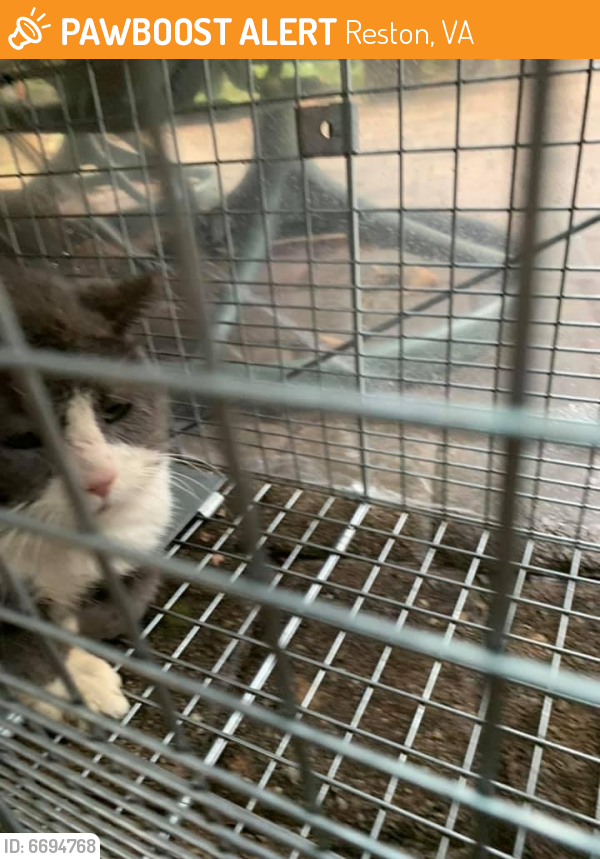 Found/Stray Unknown Cat last seen Newport Spring Court, Reston VA, Reston, VA 20194