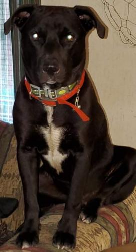 Lost Male Dog last seen Highway 20 west , Hominy, OK 74035