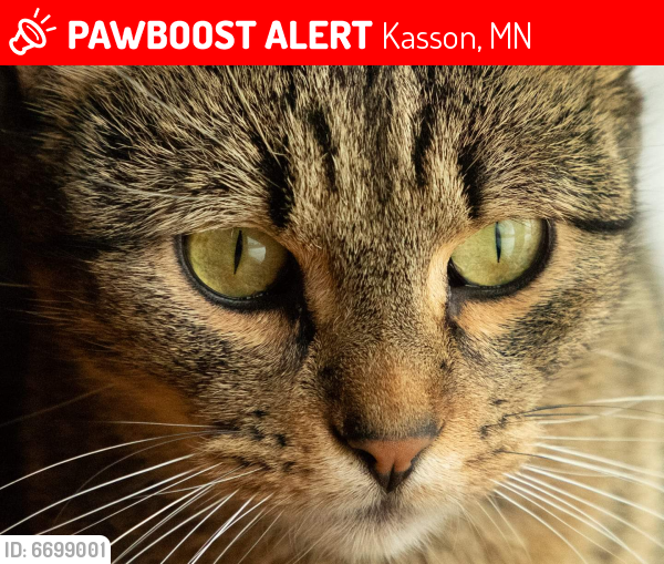 Lost Male Cat last seen East veterans memorial hwy, Kasson, MN 55944