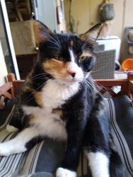 Lost Female Cat last seen Stella and Mann, Tucson, AZ 85710
