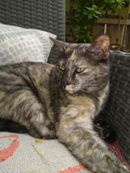 Lost Female Cat last seen Stella and Mann, Tucson, AZ 85710