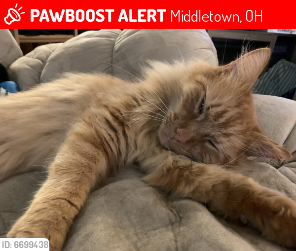 Lost Male Cat last seen Brell, Riverview, Spencer , Middletown, OH 45042