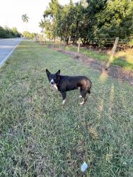 Lost Male Dog last seen Sw 162 Ave & 254 street, Miami-Dade County, FL 33031