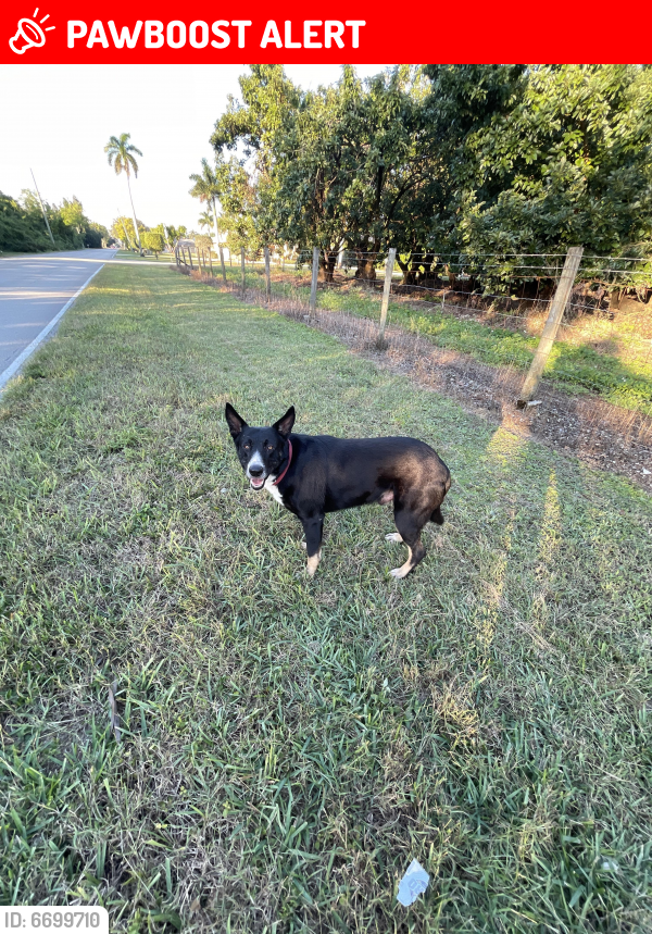 Lost Male Dog last seen Sw 162 Ave & 254 street, Miami-Dade County, FL 33031