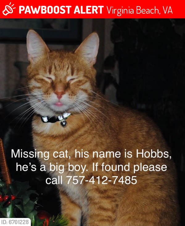 Lost Male Cat last seen Princess Anne Rd, Virginia Beach, VA 23462