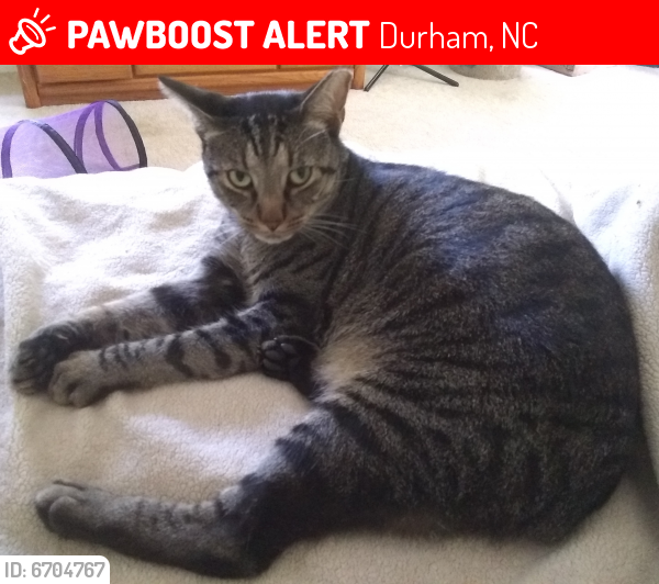 Lost Male Cat last seen Umstead Rd and Guess Rd, Durham, NC 27712