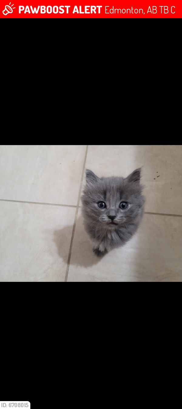 Lost Male Cat last seen Near ave 75st, Edmonton, AB T6B 0C1