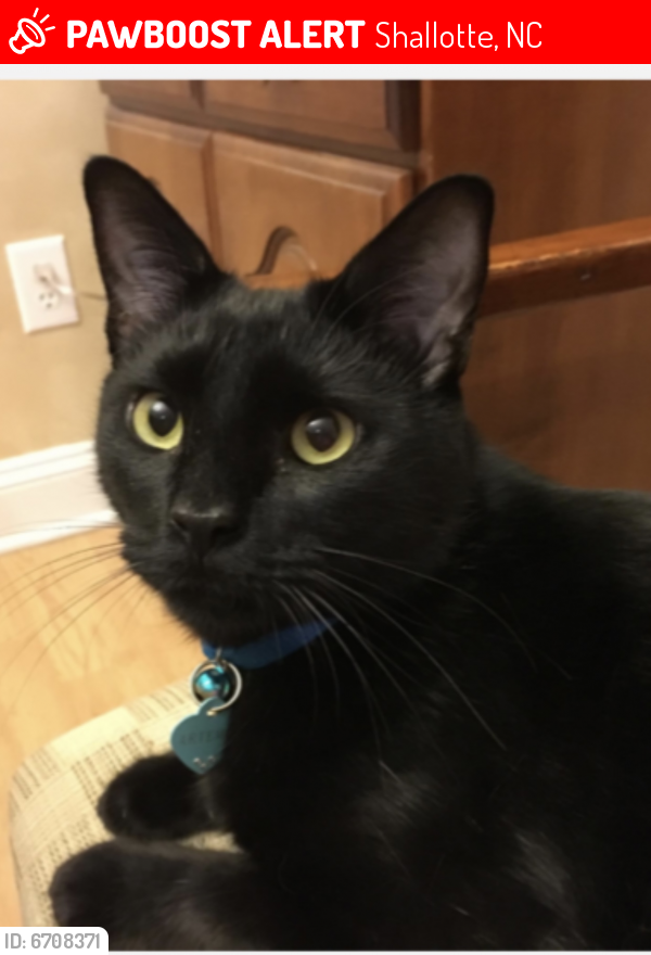 Lost Male Cat last seen Goose Creek Subdivision on Rail Court SW and Egret SW Shallotte NC , Shallotte, NC 28470
