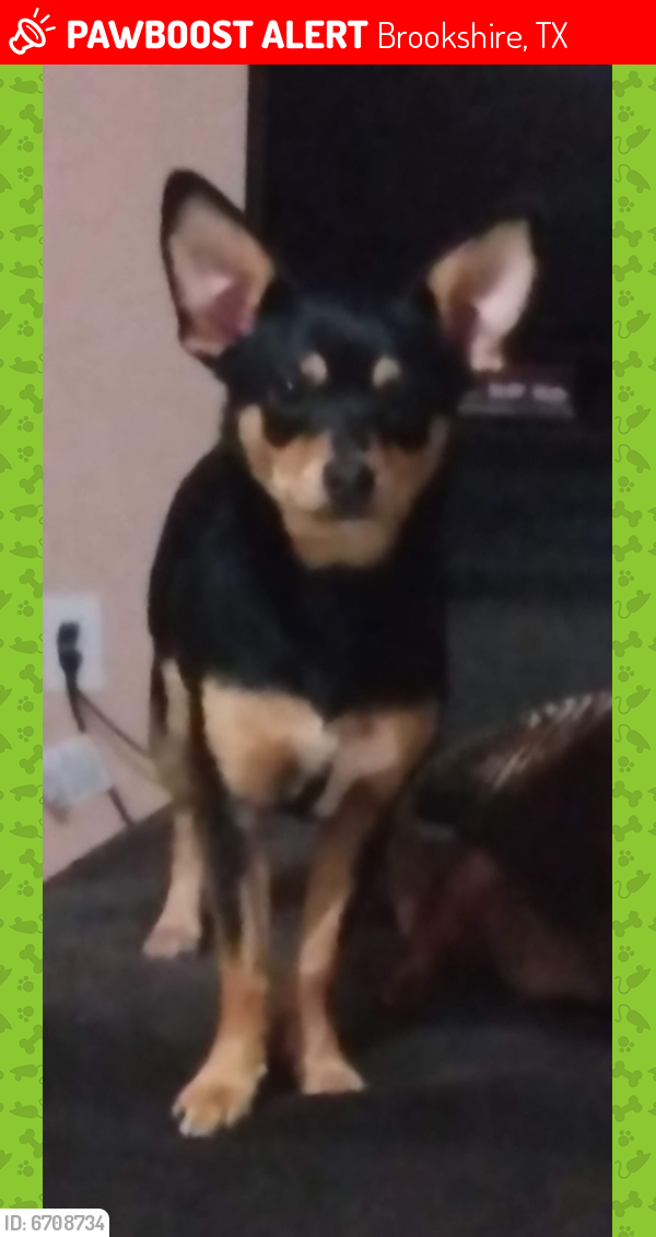 Lost Female Dog last seen I-10, Brookshire, TX 77423