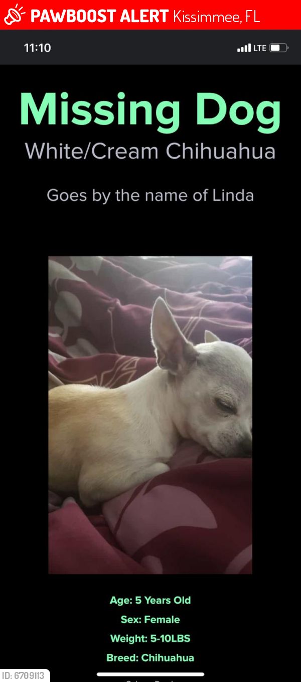 Kissimmee, FL Lost Female Dog, Linda Diaz Is Missing | PawBoost