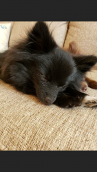Lost Female Dog last seen Near smith lane newport news , Newport News, VA 23601