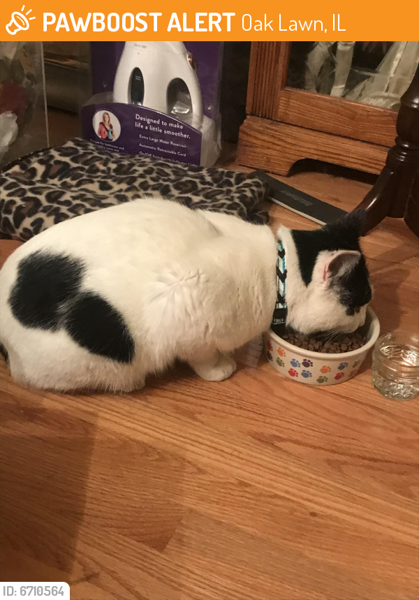 Found/Stray Male Cat last seen 103rd/ Central ave, Oak Lawn, IL 60453