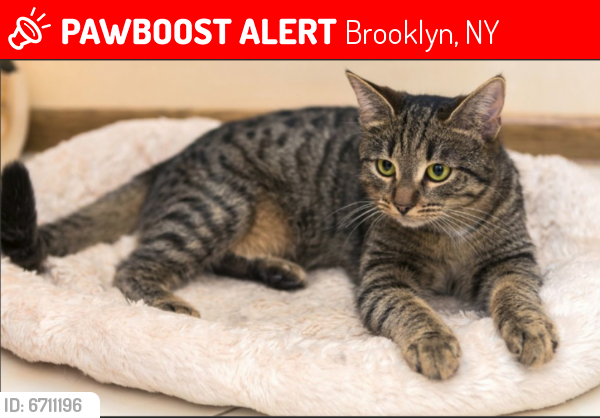 Lost Female Cat last seen St. Marks Ave between Kingston Ave & Albany Ave, Brooklyn, NY 11213