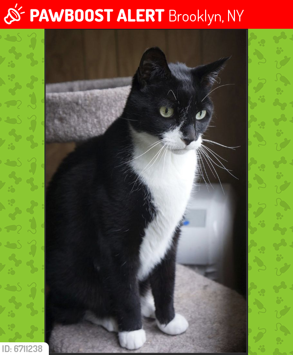 Lost Male Cat last seen St. Marks Ave between Kingston Ave & Albany Ave, Brooklyn, NY 11213