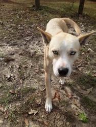 Lost Female Dog last seen Springhill road, milton florida , Milton, FL 32570