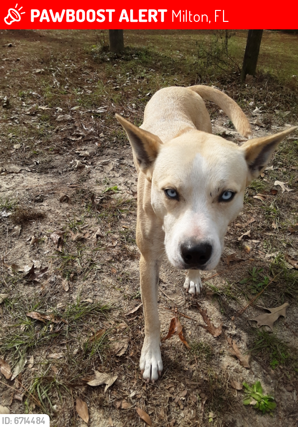 Lost Female Dog last seen Springhill road, milton florida , Milton, FL 32570