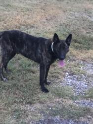 Lost Male Dog last seen Near Hectorville rd, Mounds, OK 74047