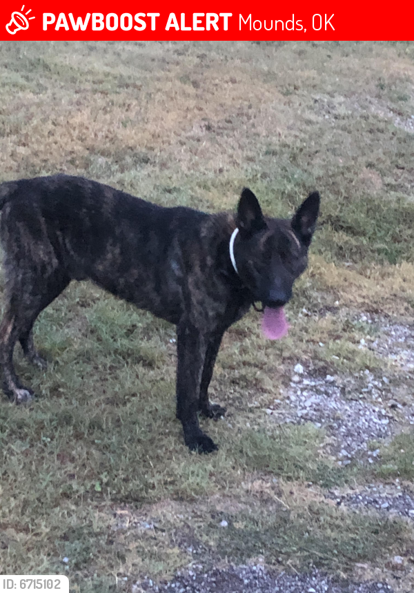 Lost Male Dog last seen Near Hectorville rd, Mounds, OK 74047