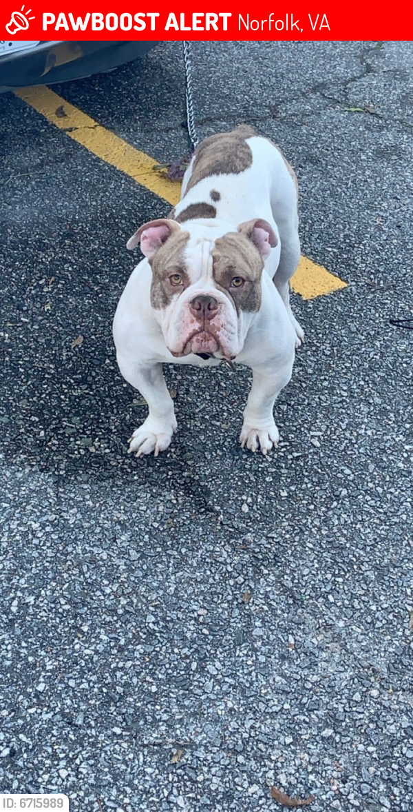 Lost Male Dog last seen 34th street and colley, Norfolk, VA 23517
