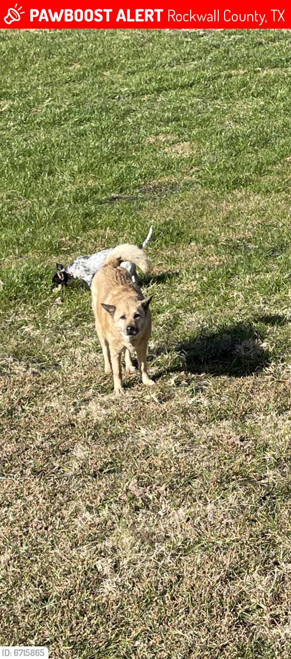 Lost Female Dog last seen E FM 550 intersection Edwards, Rockwall County, TX 75032