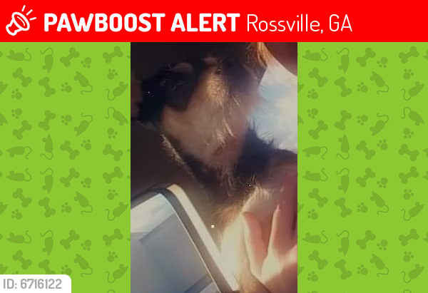 Lost Male Dog last seen Park City Road, Rossville, GA 30741