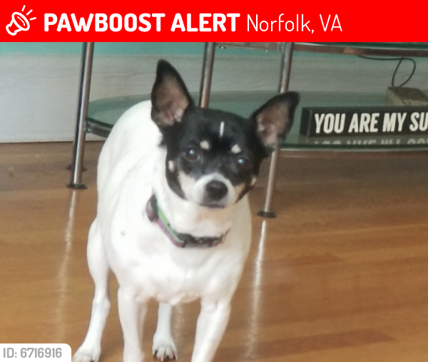 Lost Female Dog last seen Near Buckingham St & Jersey Ave, Norfolk, VA 23513, Norfolk, VA 23513
