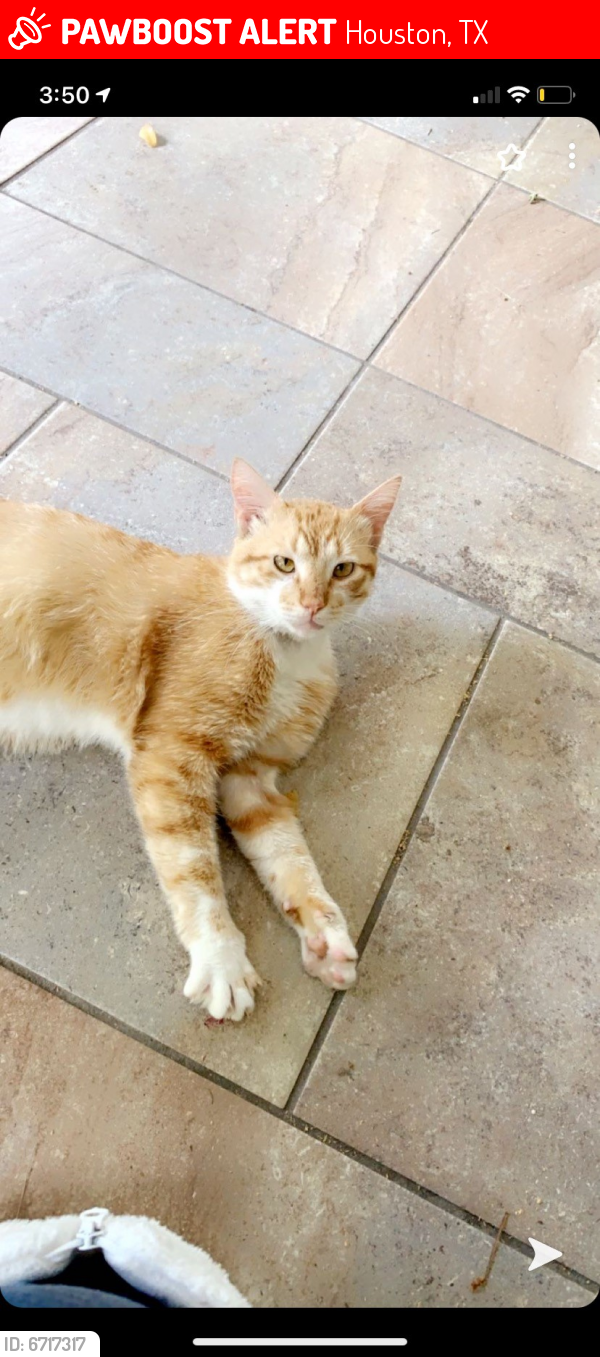 Lost Male Cat last seen Brownfields Dr. and Marburg dr, Houston, TX 77066