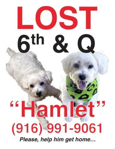 Lost Male Dog last seen 6th and Qst Rio Linda, Rio Linda, CA 95673