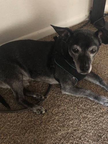 Lost Male Dog last seen 28th dr and cactus , Phoenix, AZ 85029