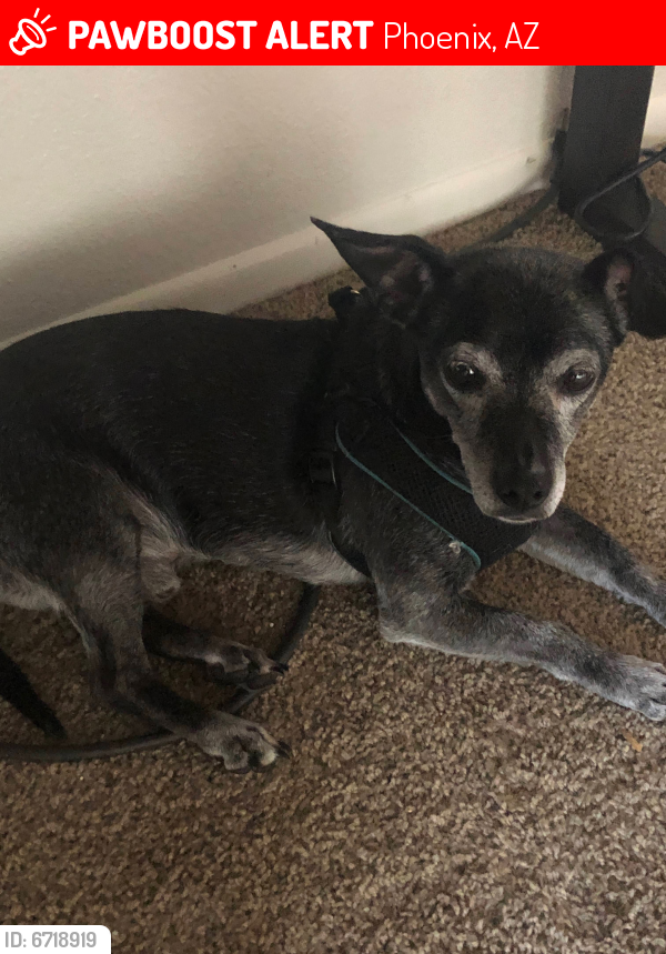 Lost Male Dog last seen 28th dr and cactus , Phoenix, AZ 85029