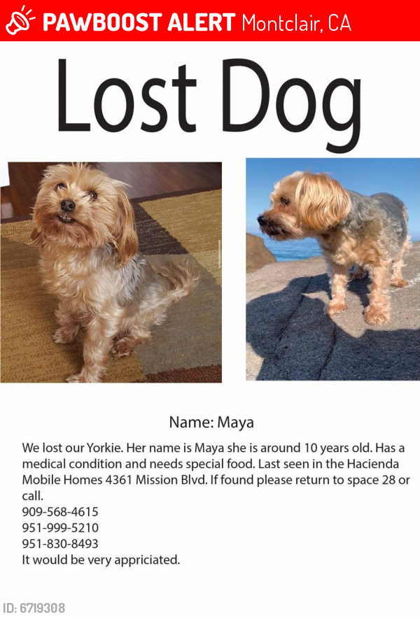 Lost Female Dog last seen Hacienda mobile home , Montclair, CA 91762