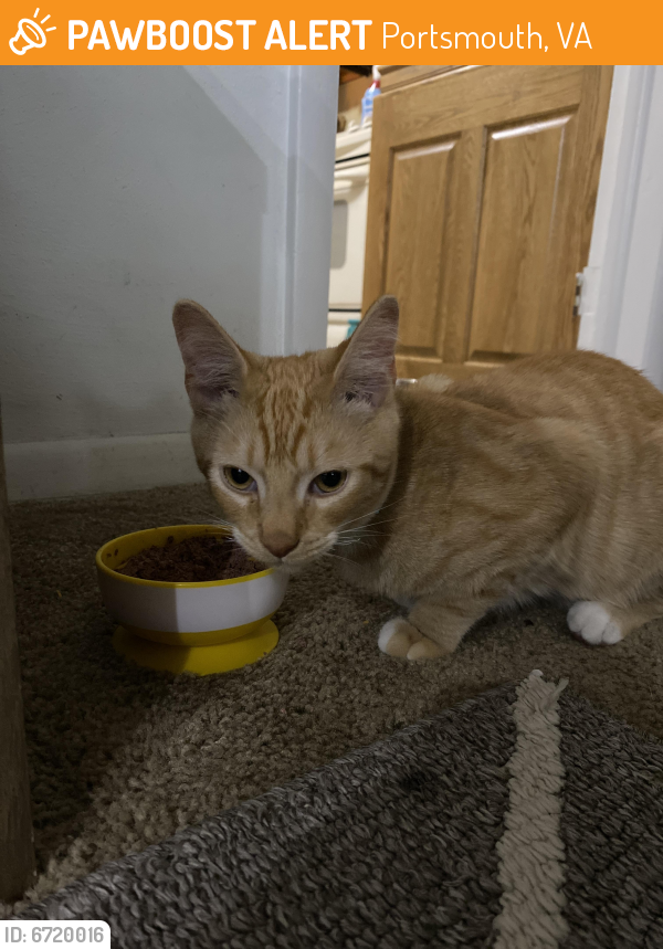 Found/Stray Male Cat last seen Corner of Dixon rd and jewell Ave , Portsmouth, VA 23701