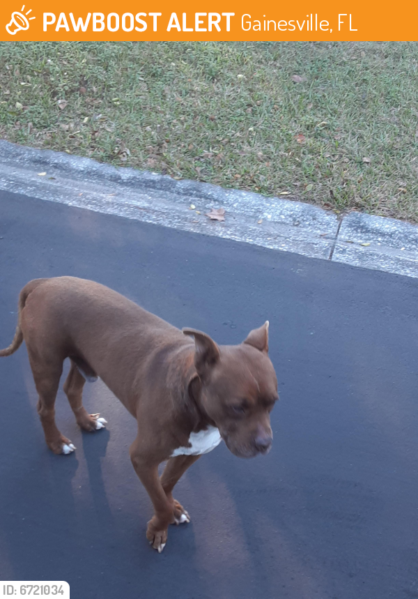 Found/Stray Unknown Dog last seen NE 14 street and 15 Ave, Gainesville, FL 32601