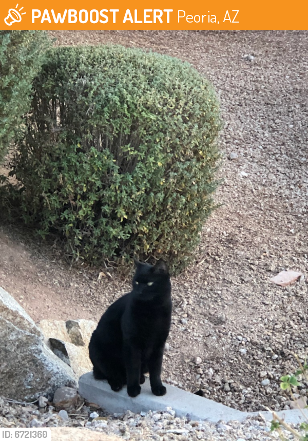 Rehomed Male Cat last seen Country Club & Topeka in Westbrook Village, Peoria, AZ 85382