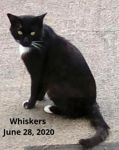 Lost Male Cat last seen Linwood rd, Lebanon, TN 37090