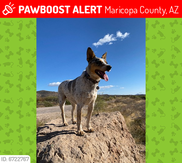 Lost Female Dog last seen Main and Ellsworth, Maricopa County, AZ 85207