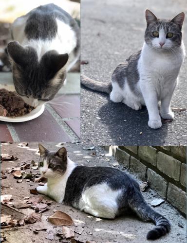 Lost Female Cat last seen Fremont Avenue and Orange street, Alhambra, CA, Alhambra, CA 91803