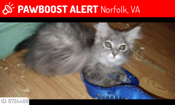 Lost Female Cat last seen Lens avenue, Norfolk, VA 23509