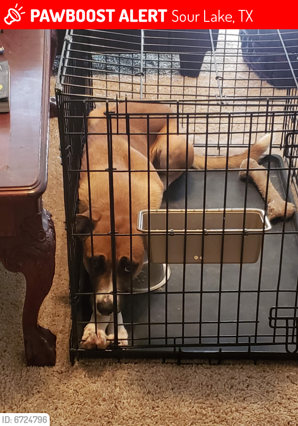 Lost Female Dog in Sour Lake, TX 77659 Named Rebel (ID 6724796) PawBoost