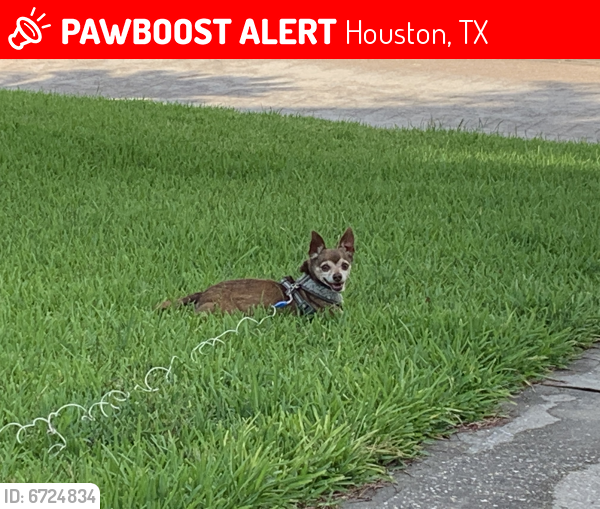 Lost Male Dog last seen Imperial valley dr 77073, Houston, TX 77073