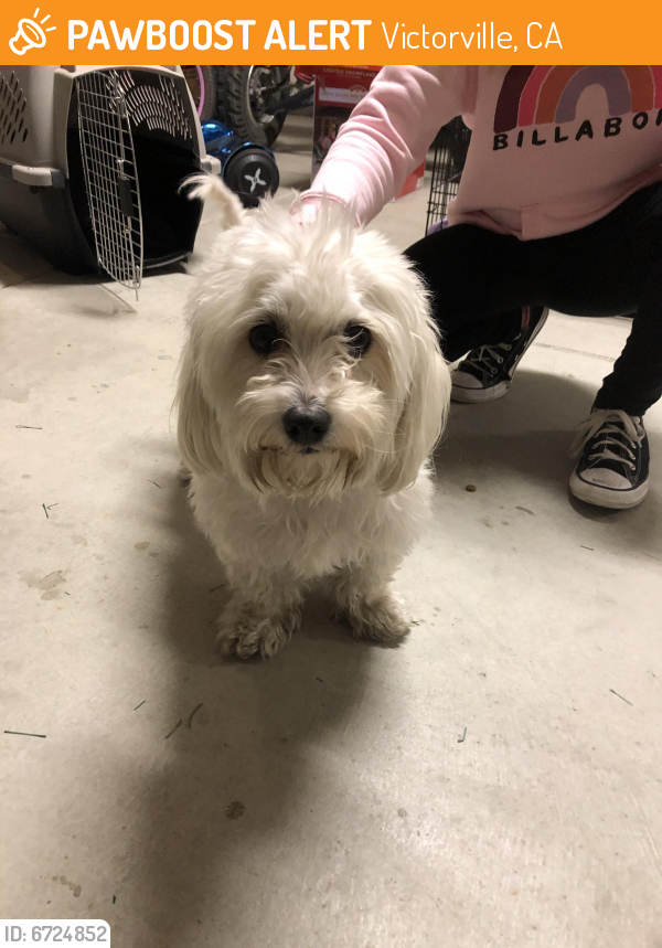 Rehomed Female Dog last seen Sunset Ridge Park, Victorville, CA 92392