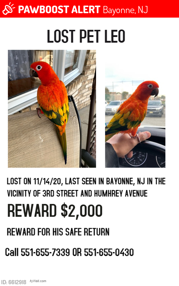 Bayonne NJ Lost Male Bird Leo Is Missing PawBoost