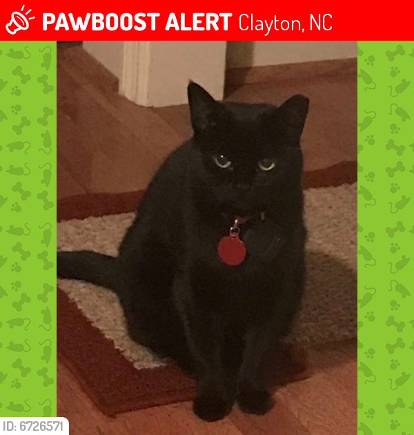 Lost Cat In Clayton Nc 27527 Named Birdie Id 6726571 Pawboost