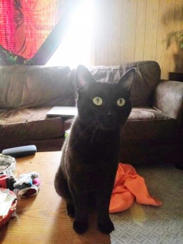 Lost Male Cat last seen Near Lindale Mount Holly Rd, Amelia, OH 45102