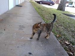 Lost Female Cat last seen Newton, Dale Co AL, hwy 43 betwn hwys 426 & 123, Dale County, AL 36360