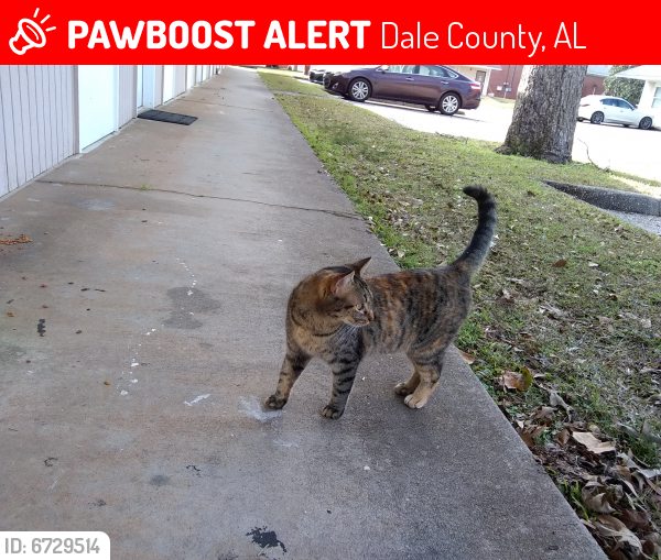 Lost Female Cat last seen Newton, Dale Co AL, hwy 43 betwn hwys 426 & 123, Dale County, AL 36360