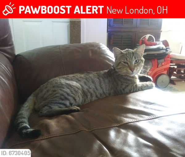 Lost Male Cat last seen Buckeye St. & N Maple St., New London, OH 44851