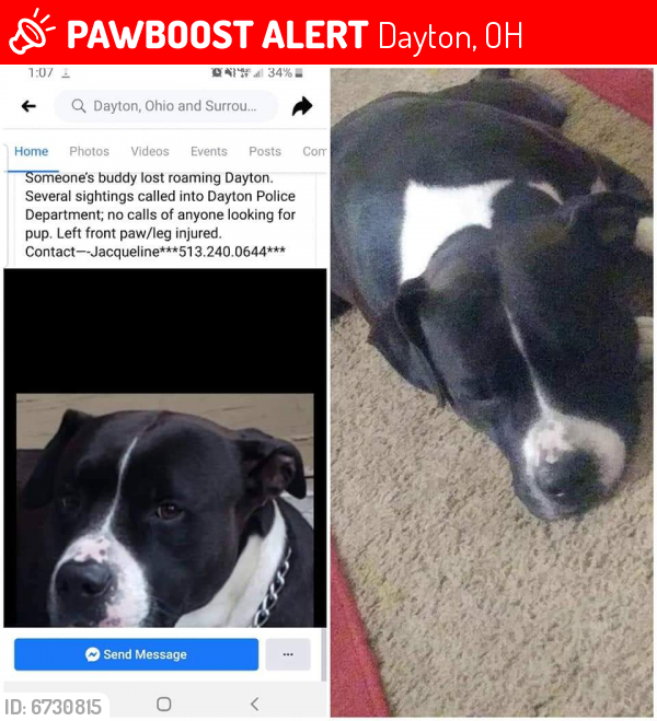 Lost Male Dog last seen Weaver st, Dayton, OH 45417