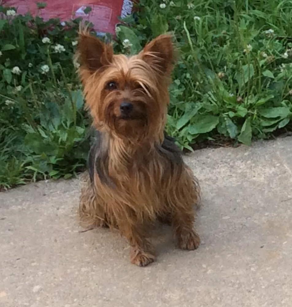 Lost Female Dog last seen 29th Ave, Fairlawn St, Hillcrest Heights, MD 20748